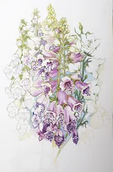 Fingerhüte und weiße Glockenblumen, 2012